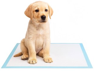 Podkłady higieniczne dla zwierząt BARRY 50 szt.