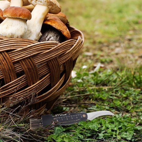 Nożyk nóż do grzybów na grzyby scyzoryk składany stalowy ORION 842403